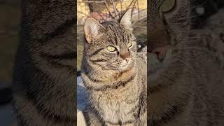 Cute cat #shortvideo