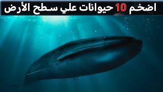 اضخم 10حيوانات في العالم