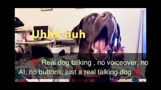 Best talking dog video dog talking English. the talking doggo speaks English & has conversations