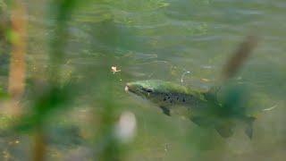 High on Hoppers - Goulburn River