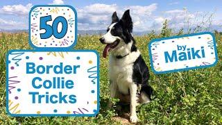 50 Border Collie Tricks - Maiki's Back