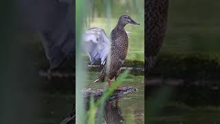 Dancing duck