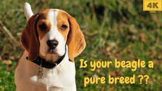 Is your beagle a pure breed ?? ( In English n)#Shorts