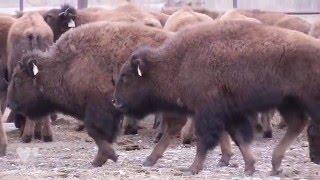 WCS & Blackfeet Nation Partner To Bring Bison Home | WCS