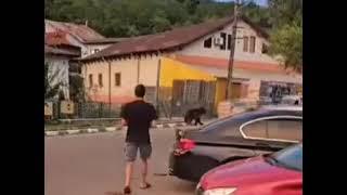 CâmpinaTV.ro - Imagini terifiante la Telega. Un urs și-a făcut apariția lângă un parc plin de copii!