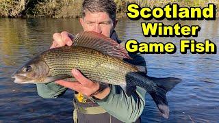 HOW TO - Catch MONSTER Grayling the easy way - river fishing