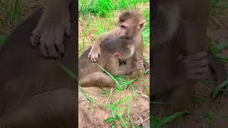 So Sweet with her : #shorts #animals #bae3 #usa #monkey #Youtubeshorts