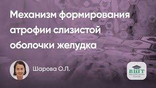 Печень и желудок. Стеатоз печени – фактор атрофии слизистой оболочки желудка. Возможности терапии