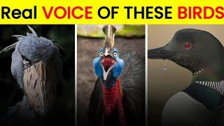 This Is The Scariest Birds Sounds || Facto Ibbu