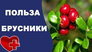 Почему так полезна бруcника?! Польза и вред брусники для организма