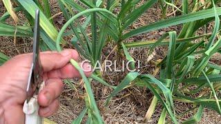 Growing Garlic: Cut Those Scapes!