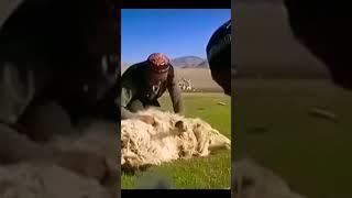 Быт казахов кочевников из Монголии #Монголия #Казахи #Кочевники