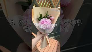 작약 이렇게 관리해요! #작약 #작약꽃 #사라작약 #생화택배 #오후의꽃
