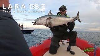 Fishing with LARA - Monster False Albacore feeding frenzy