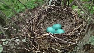 Bird Habitats- Shelter