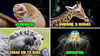 MUCHOS DATOS INTERESANTES de los ANIMALES que DEBES CONOCER