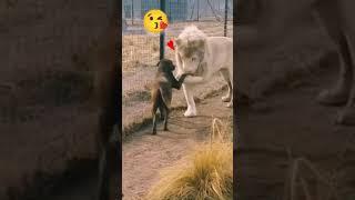 love of lion and dog ️ #short #animalloves