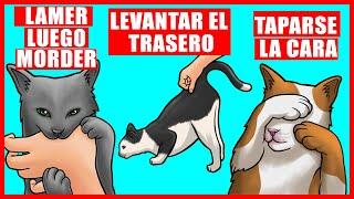 Explicación de los verdaderos significados de 9 comportamientos extraños  de los gatos