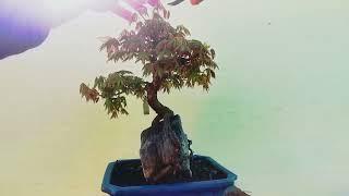 2 minute maples #6 bonsai