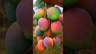MANGO Trees Are Easier to Propagate Than You Think #mango