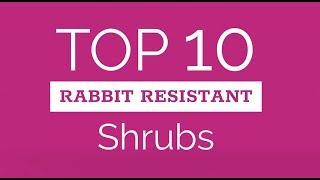 Top Ten Rabbit Resistant Shrubs