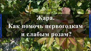 Жара. Как помочь первогодкам и слабым розам. Питомник растений Е. Иващенко