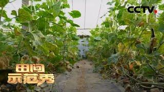 《田间示范秀》转变思路种黄瓜 成功增产有高招 20200528 | CCTV农业