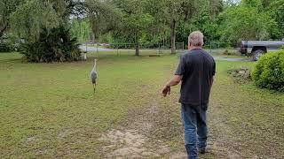 We have a visitor! Ryan vs the Sandhill Crane