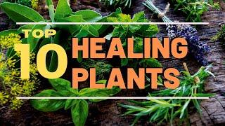 10 Best Healing Plants You Can Grow (Top 10 Everything)