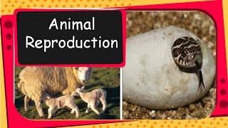 Science - Animal reproduction, Egg laying animal and Mammals - English