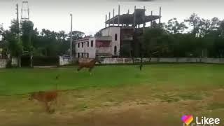 horse at sylhet bangladesh