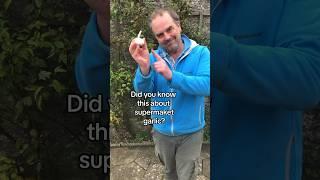 You can never have enough garlic. How to grow garlic from the supermarket #growyourgroceries#garlic