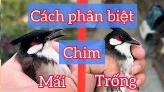 Chia sẻ cách phân biệt chào mào trống mái cực dễ chính xác cao /  rất chuẩn.