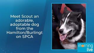 Meet Scout an adorable, adoptable dog from the Hamilton/Burlington SPCA