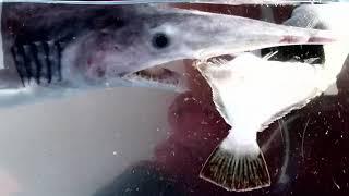 Mysterious goblin shark strange eating behavior