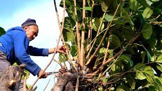 jungle man and his family collecting grass for their cows || A family  @junglefamilycooking