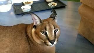 Floppa meow