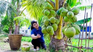 How to Harvest Coconut, goes To Market Sell - Harvest and Cooking |Tieu Vy Daily Life