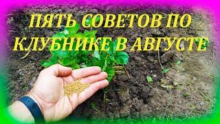 ПЯТЬ советов по садовой землянике в АВГУСТЕ для большого урожая. Что делать с клубникой в августе.