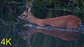 Roebuck Crossing Water Jump