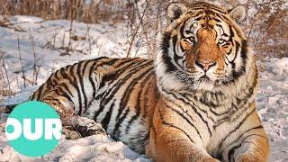 Uncovering The Hidden Tiger's That Live In Russia's Vladivostok | Our World