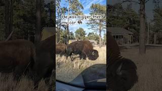 Huge Bison next to my car #bison #buffalo #animals #animal #wildlife #wildlifepark #zoo #blackhills