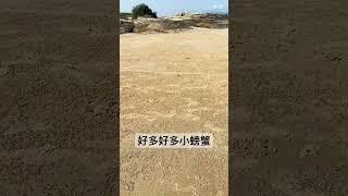 夏天到了！跟我一起追螃蟹，一起摸花蛤#夏天的海邊#花蛤#螃蟹#金門海邊#金門海產#kinmen