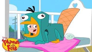 Perry's Egg | Phineas and Ferb | Disney XD