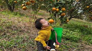 Helen and her single mother live in the forest Harvesting oranges to sell at the market