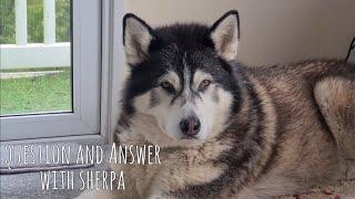 Your questions answered about husky Sherpa