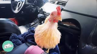 Clingy Chicken Won’t Go Anywhere Without Her Mom, So Now They Travel | Cuddle Buddies