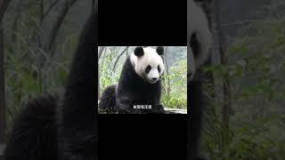 大熊猫真的能听懂人话 #大橙子数据 #panda #熊猫生活 #搞笑