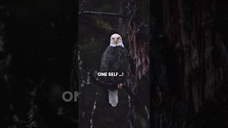 Sigma Rule SELF RESPECT #shorts #motivation #quotes #success