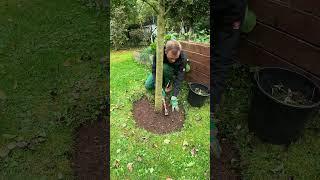 Satisfying Tree Circle Clean Up